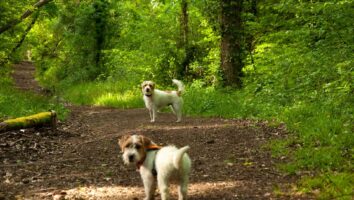 Long-term diarrhoea in dogs and cats