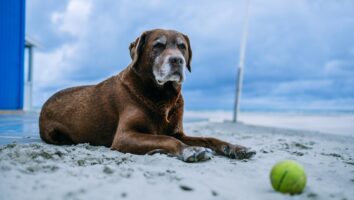 Discospondylitis in Dogs