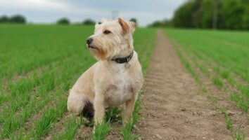 Adrenal Gland Health and Function in Dogs