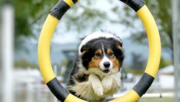 How to Get Started with Dog Agility Training