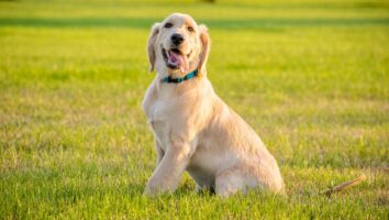 Common Myths About Allergies in Dogs