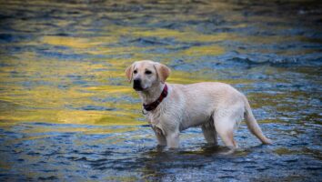 Diagnosing and Treating Environmental Allergies in Dogs