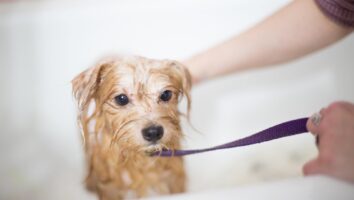 How to Bathe Your Dog at Home