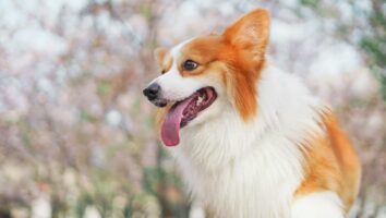 Tips to Prevent Dog Bites