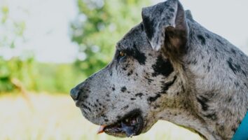 Causes and Symptoms of Bloat in Dogs