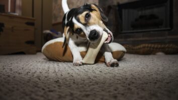 Why Is My Dog Having Trouble Chewing?