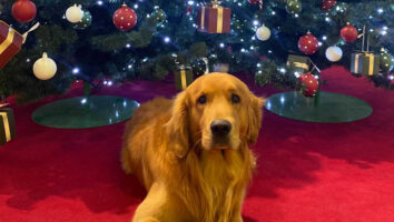 7 ways to give your dog a very happy Christmas – and most of them won’t cost you a penny!