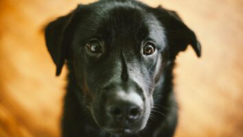 Top 3 Causes of Conjunctivitis in Dogs