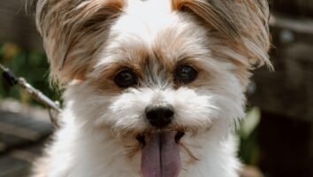 Safe Treatments for Your Dog’s Constipation