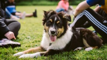 Canine Coronavirus: Symptoms, Treatment, and Prevention