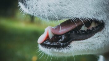 Everything You Need to Know About Your Dog’s Dental Health