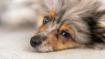 Ehrlichiose beim Hund: Symptome, Therapie und Heilchancen