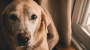 Everything You Need to Know About Diarrhea in Dogs