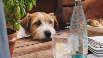 Dein Hund trinkt viel? Was das bedeutet und was du tun kannst