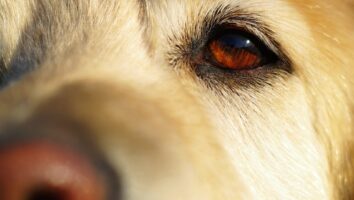 Dry Eye in Dogs and Cats