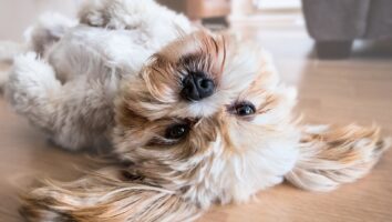Hunde Ohren reinigen: Eine Schritt für Schritt Anleitung
