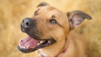 Ear Infections (Otitis) in Dogs