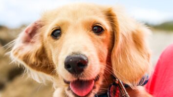 Canine parvovirus infection in dogs