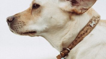 What to Do if Your Dog Has a Wound on the Ear