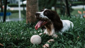 Elbow Dysplasia in Dogs
