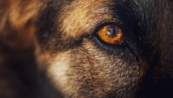 Augenentzündung beim Hund: Erkennen & handeln