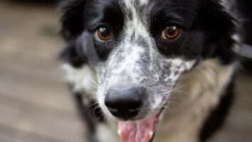 First Aid Kit Checklist for the Dog Owner
