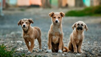 Flea Prevention and Control for Dogs