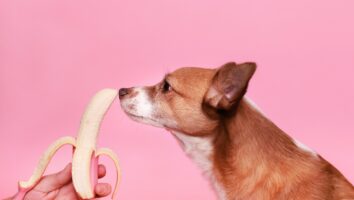 How to Choose the Right Food for Your Dog