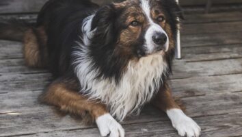 Warning Signs of Cancer in Dogs
