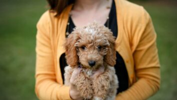 Best Dog Breeds for First Time Pet Parents