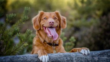 Vomiting vs regurgitation in dogs and cats - what is the difference?
