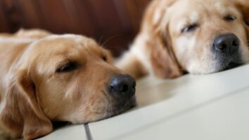 Anaplasmose beim Hund: Symptome, Therapie und Erfahrungen
