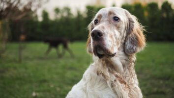 Common Causes of Hair Loss in Dogs