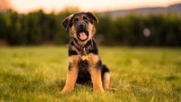 Panosteitis in Dogs (Growing Pains)