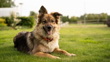 My dog was just diagnosed with hip dysplasia! Now what?