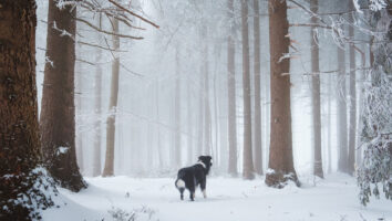 9 viktiga vintertips för dig med hund