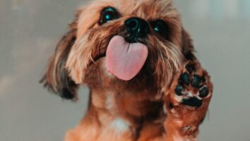 My Dog Won't Stop Licking His Paws - Help!