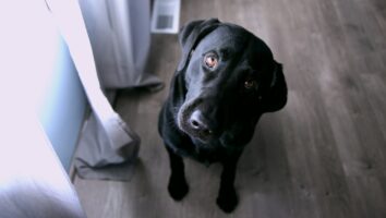 5 gode måder at få aktiveret sin hund indendørs