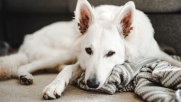 Intestinal Cancer in Dogs and Cats