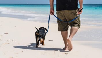 Tips for Training Your Dog to Walk on a Leash