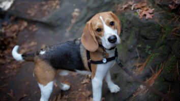 Nothing to bark about! Causes of Limping in Dogs (and what you should do!)