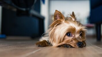 Portosystemic Shunts in Dogs