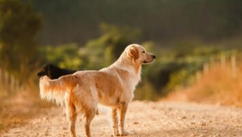 Sarcoptic Mange (Scabies) in Dogs