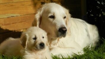 Mastitis in dogs - what you can do to help, and when you should seek advice
