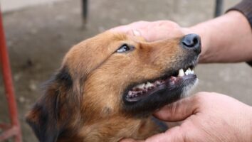 Is it normal for dogs to lose their teeth?