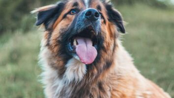 Common Types of Oral Cancer in Dogs