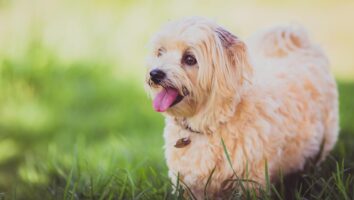 Zwiebel und Knoblauch für Hunde: Achtung giftig!