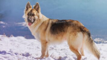 Pannus (Superficial Keratitis) in Dogs