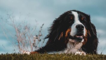 What You Need to Know About Feeding Your Dog a Raw Diet