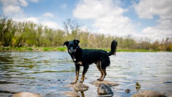 Salmon Poisoning in Dogs